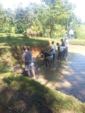 APW gets in the pond to help fish farmers harves the pond for tilapia