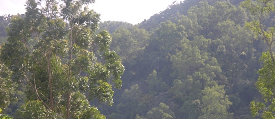 Postcard from Doha - Forest Day: It's the people, stupid