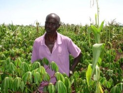 Cassava farmer with harvest of disease-resistant cassava