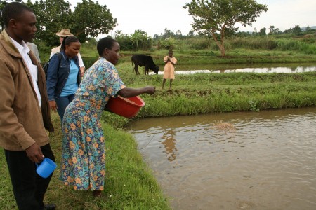 Feeding fish at a new fish pond in western Kenya