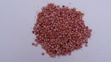 drought-tolerant sorghum seeds