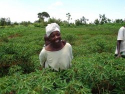 Woman in field planted with improved cassava