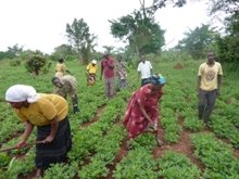 farmers' group in Central Uganda