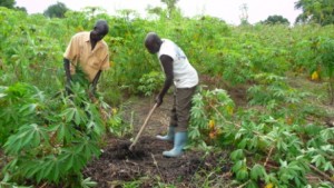 Harvesting cassava tubers in South Sudan