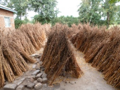 Harvested in Sesame in Babati, northern Tanzania