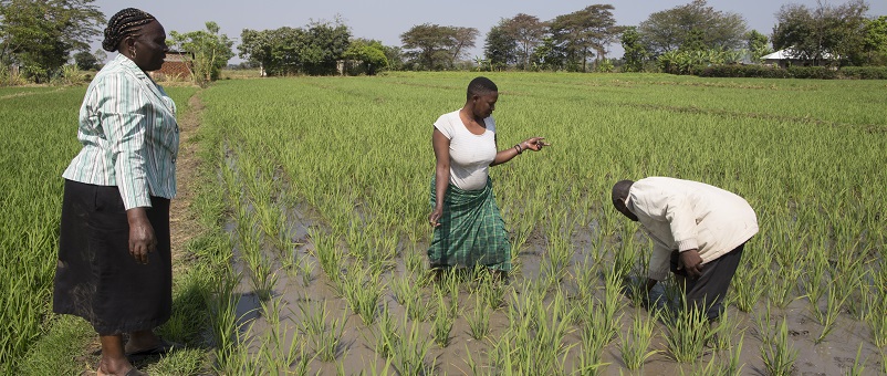 An agricultural extension worker (left) in discussion with rice farmers in northern Tanzania. Photo: Farm Africa / Jon Spaull