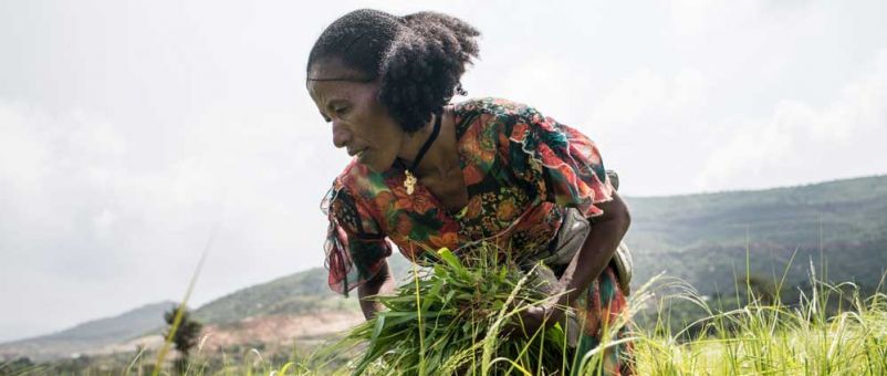 Photo: Farm Africa / Nichole Sobecki