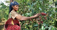 Farm Africa's work with coffee