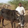 Farm Africa helps drought-affected pastoralists in Ethiopia