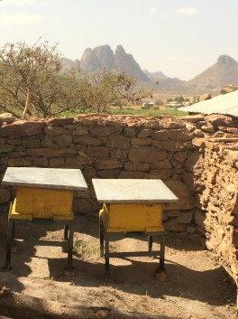 Beehives in Axum