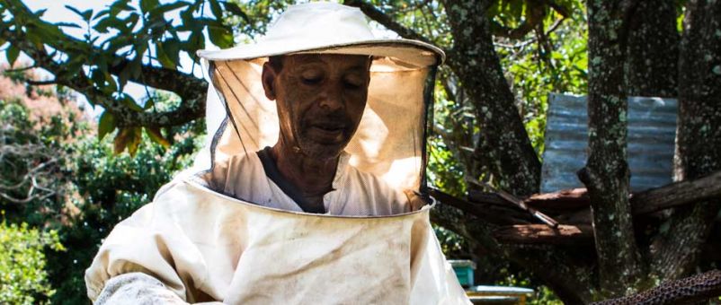 A beekeeper tends to his hive. Photo: Lisa Murray