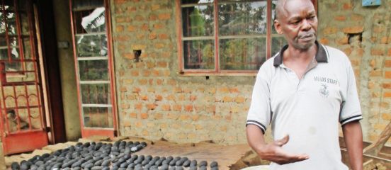 How cassava can fight climate change