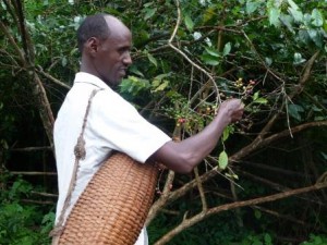 Tahrir picking wild coffee berries on his plot of land near Dello