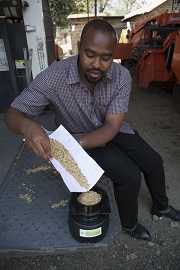 A moisture meter being used to measure the moisture content of paddy.