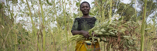 Frida Elisante Sarakikya holding an armful of pigeon pea stalks. 