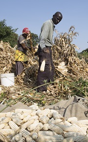 A cob of maize being thrown away during harvest.
