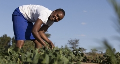 Could youth be the missing link to Kenyan food security?