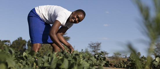 Could youth be the missing link to Kenyan food security?