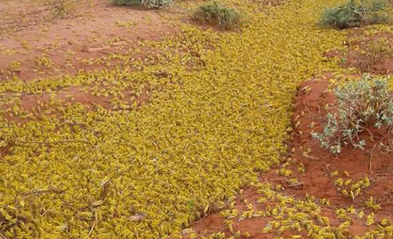 Image of locust in Ethiopia. The plague of locusts has caused severe damage in locations in Konso in Southern region and Ambalaje in Tigray Region. 