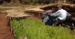 A history lesson through the prism of Chilimo forest, Ethiopia