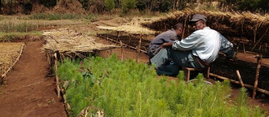 A history lesson through the prism of Chilimo forest, Ethiopia