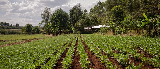 Rows of French beans growing on a farm owned by a farmer taking part in Farm Africa's Growing Futures project in western Kenya.