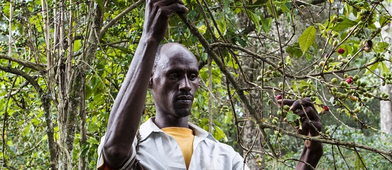 Agroecology in Action: Forest-Friendly Farming in Ethiopia
