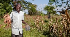 Potato power: how a switch from white to orange is tackling hidden hunger