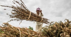 Open sesame: how cash crops build climate change resilience 