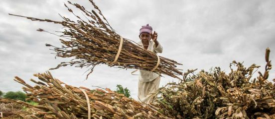 Open sesame: how cash crops build climate change resilience 