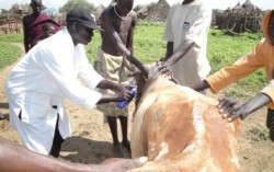 Community Animal Health Worker vaccinates cattle in Kapoeta, South Sudan