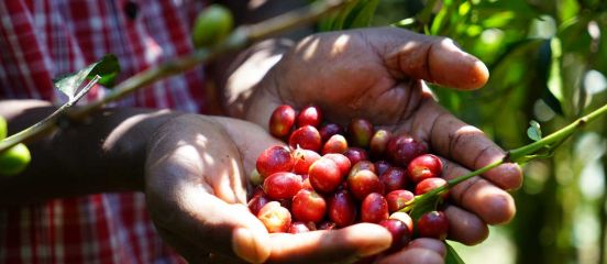 Nine facts about coffee