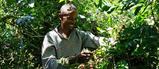 How Ethiopia's Arabica coffee is helping fight climate change