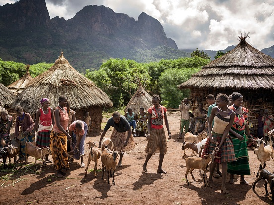 Goats given to women by Farm Africa in Karamoja, Uganda.