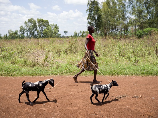 Longole with two goat kids