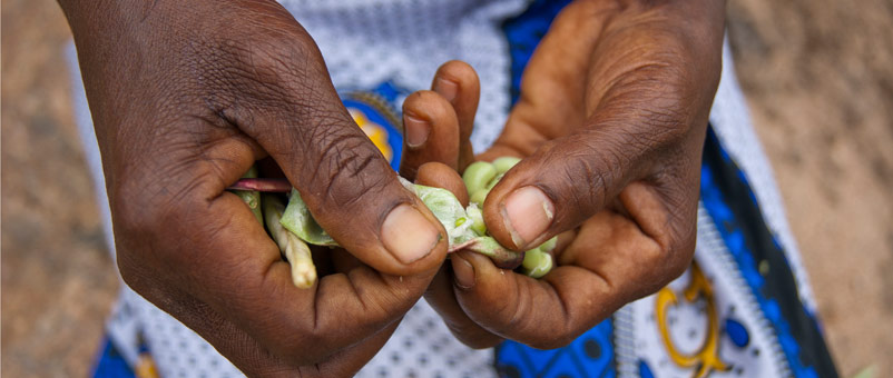 By giving to Farm Africa, you’ll help Africa’s farmers grow more, not just this harvest, but every harvest.