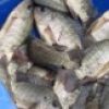 Barfoots and Cosine UK see Farm Africa's fish-farming success