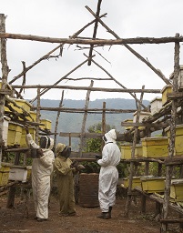 An apiary of beehives in Bermi