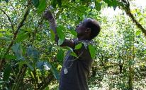 Support our forestry work