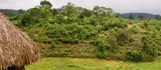 New Farm Africa report outlines promising results to making forests pay for local communities 