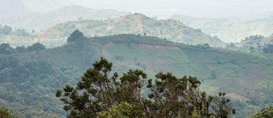 Economic incentives help stem deforestation in Ethiopia