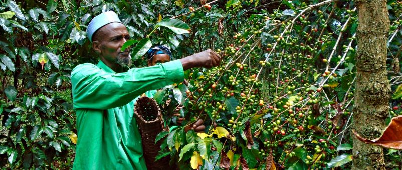 Abdela can now farm his coffee in a professional way