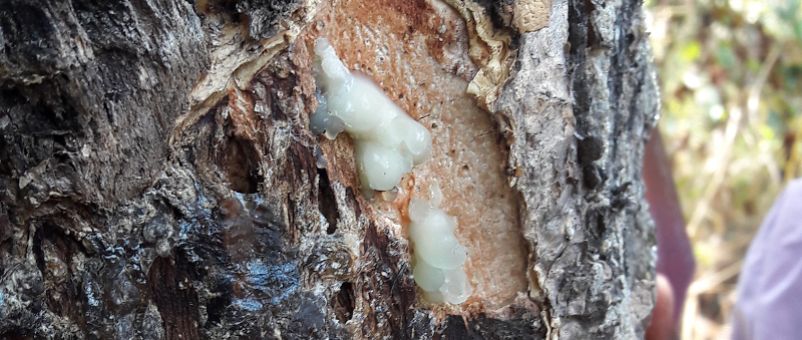 Incense is made by harvesting resin from trees
