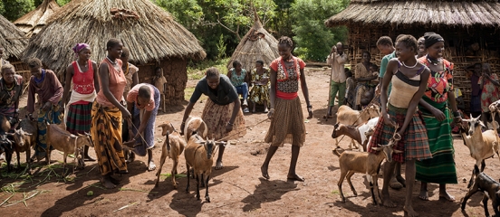 UK government ends funding for Livestock for Livelihoods