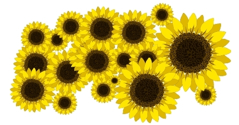 Sunflower poster