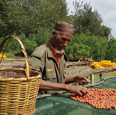 A coffee farmer in Bale, Ethiopia. 