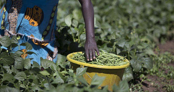 French beans being harvested as part of Farm Africa's Growing Futures horticulture 