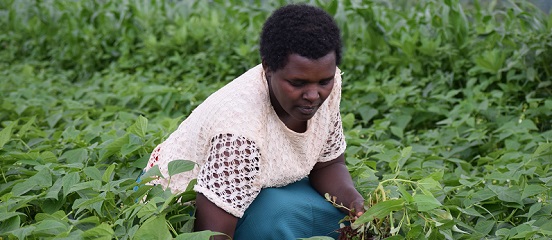 Growing incomes for Kenya's young vegetable farmers