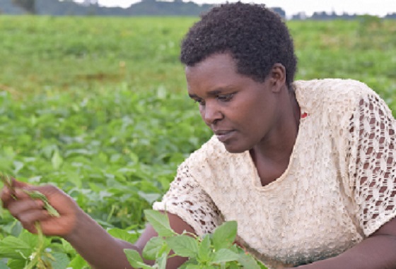 Mary Moraa in her french bean garden