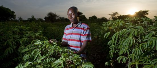 The view from Paris: what climate change means for smallholder farmers